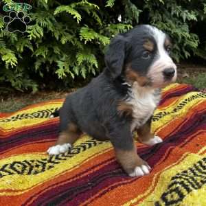 Clover, Bernese Mountain Dog Puppy